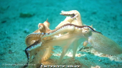 I was shooting a video of an Octopus in one of our favori... by Santhanakrishnan Vaidiswaran 